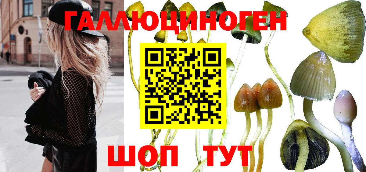 Галлюциногенные грибы Psilocybine cubensis  Вход с VPN  Удомля 